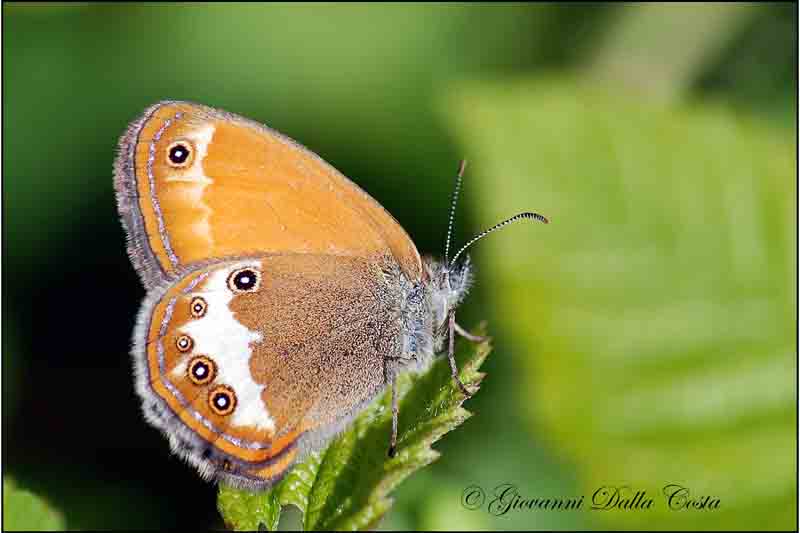 due Coenonympha ?